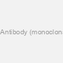 Monoclonal THNSL1 Antibody (monoclonal) (M08), Clone: 6B1